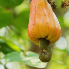 Raw cashews and how to use them in raw vegan recipes