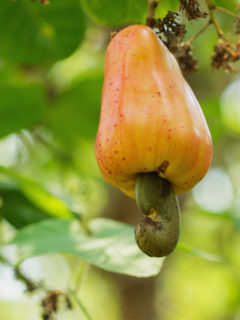 Raw cashews and how to use them in raw vegan recipes