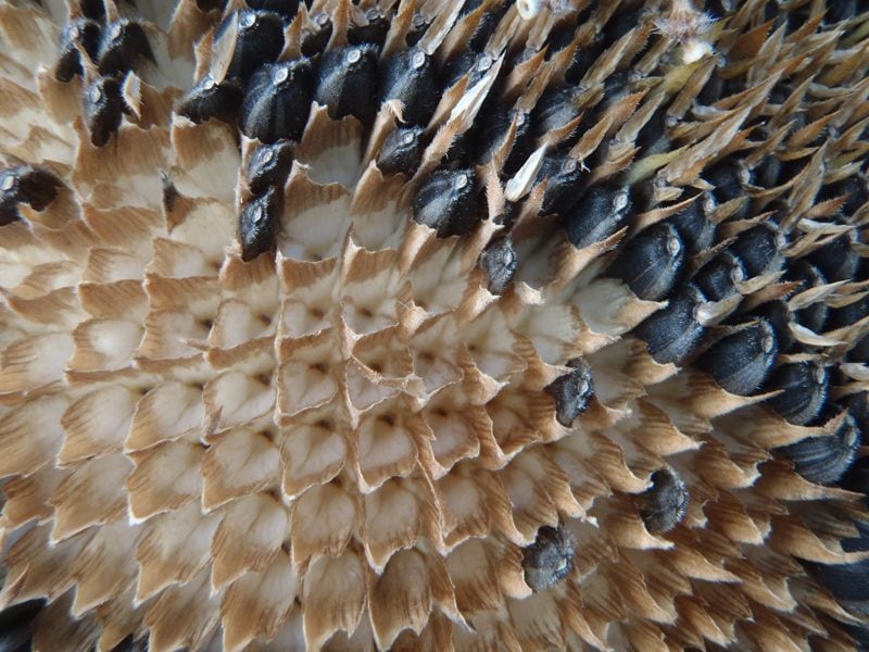 close-up-of-sunflower-seeds-in-the-flower