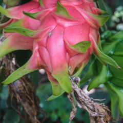 how dragon fruit grows and how to use it in raw diets