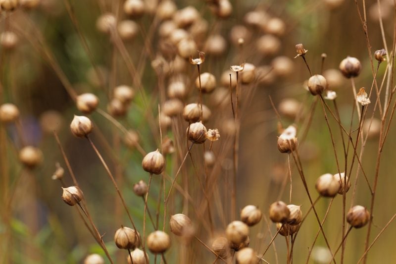 flax-seeds-after-bloom-die
