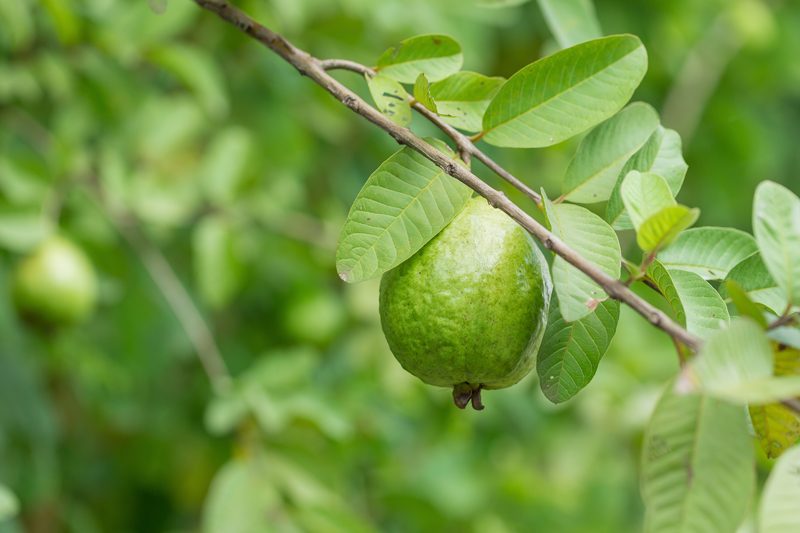 guava-tree-with-one-fruit-on-it