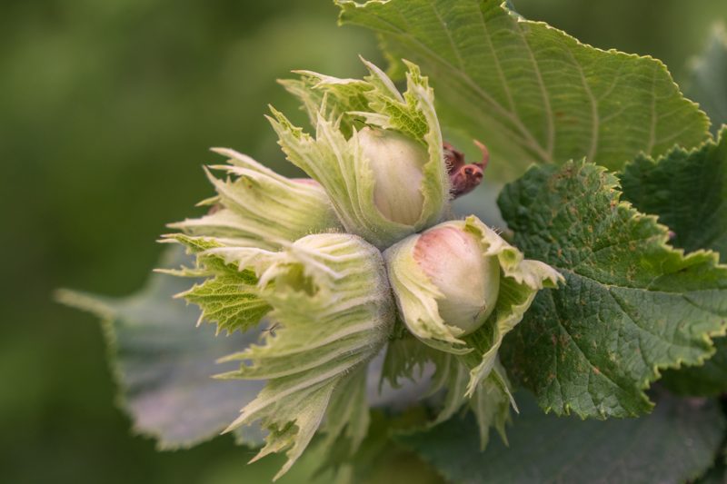 hazelnuts-growing-in-clusters-on-a-tree