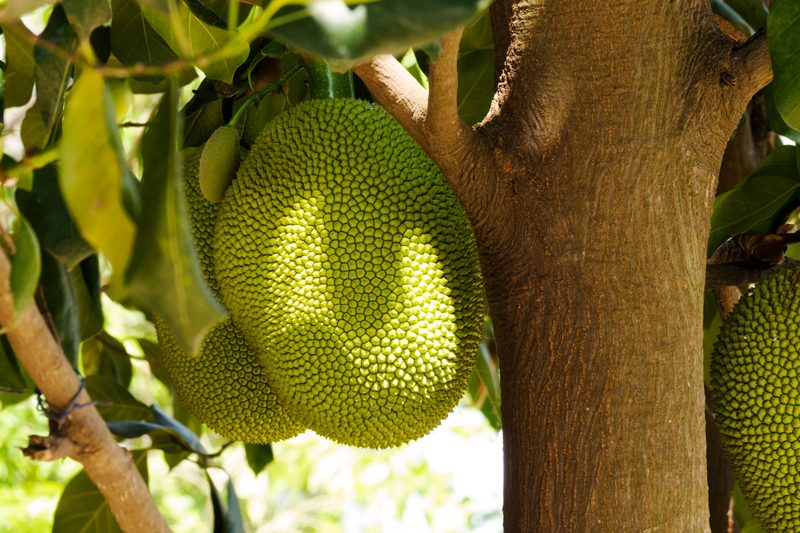 jackfruit-growing-on-a-tree