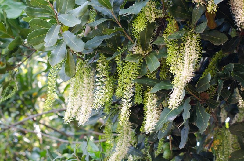 macadamia-nut-flowers-on-tree
