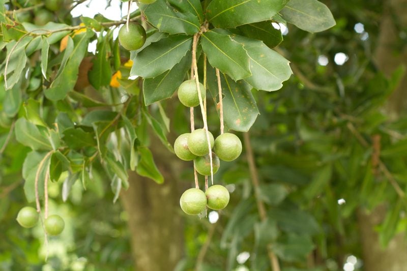 macadamia-nuts-growing-on-tree