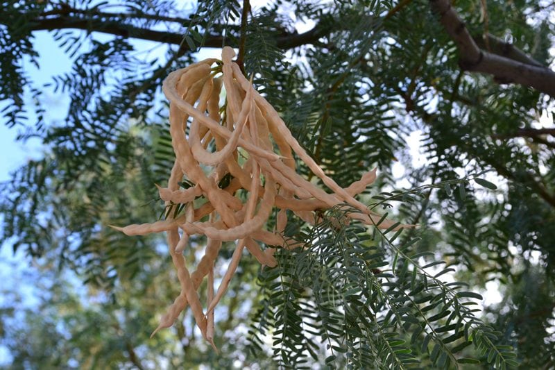 mesquite-pods-on-tree