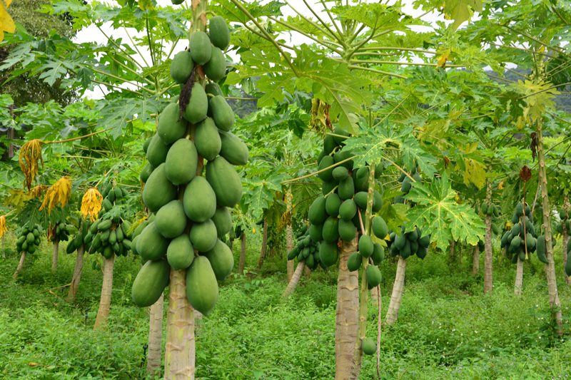 papaya-fruit on a tree