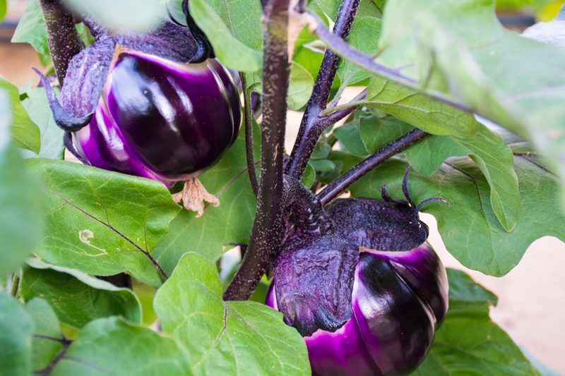 purple-eggplants-on-vine