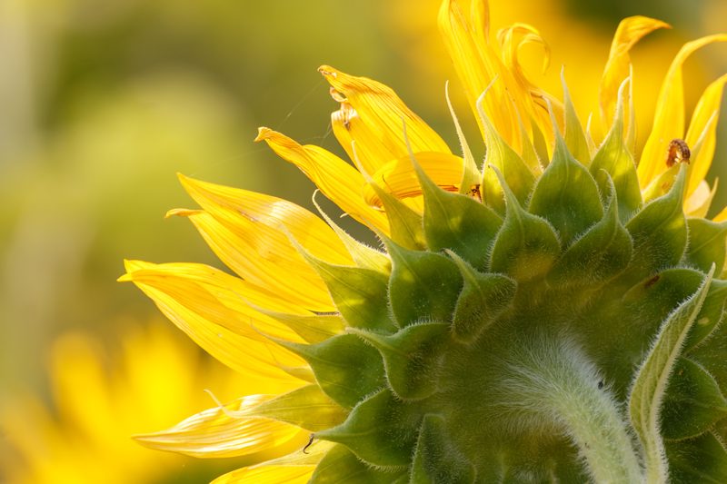sunflower-looking-away-from-sun