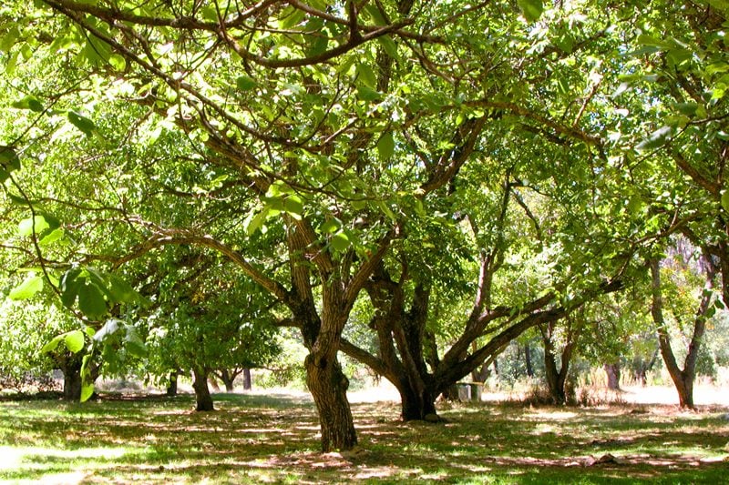 walnut-tree-grove