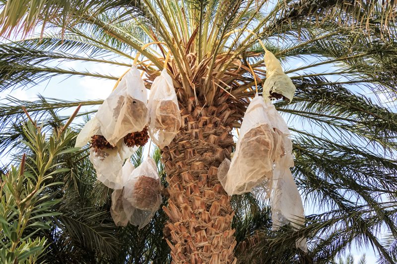 bagging-medjool-dates-during-ripening-stages