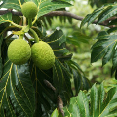 Raw Food Recipes. using and cooking with breadfruit