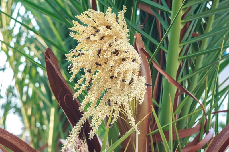 date-palm-flowers