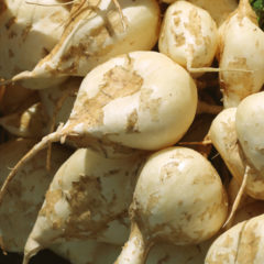 how to grow, use, and cook with jicama