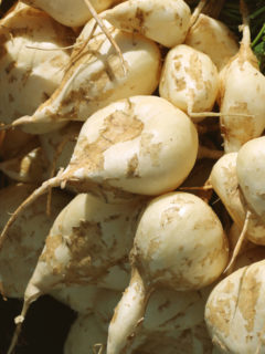 how to grow, use, and cook with jicama