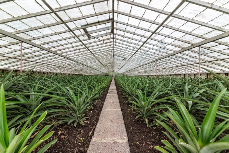 growing-pineapples-in-a-control-green-house