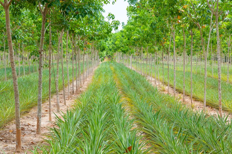 growing-pineapples-in-a-large-field