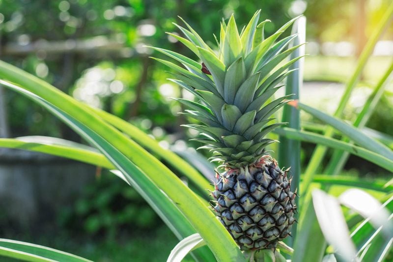 pineapple growing in the plant