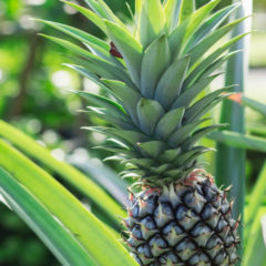 Raw Food Recipes. How to grow pineapple