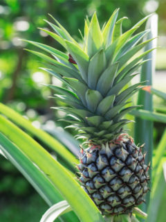 Raw Food Recipes. How to grow pineapple