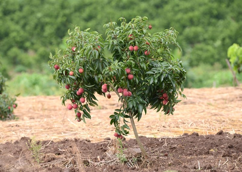 lychee-tree-in-field
