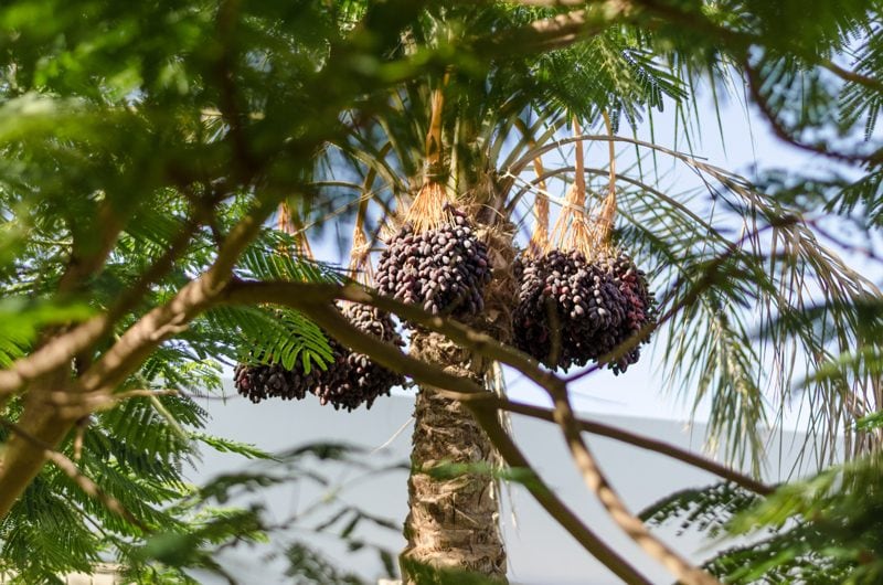 maturing-date-palm-trees