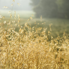 ripe oat field ready to harvest