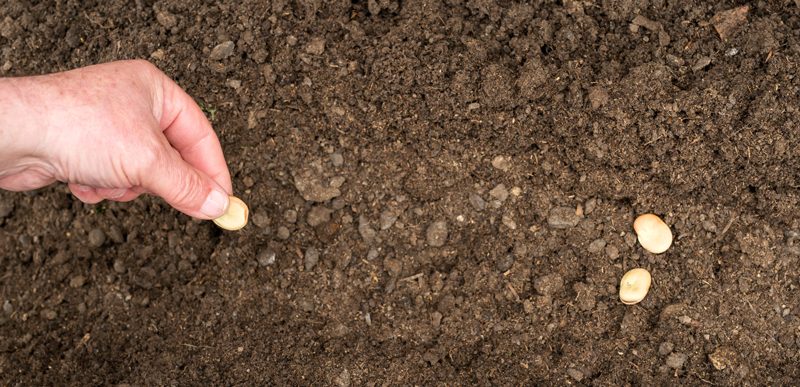 planting-fava-bean-seeds-in-dirt