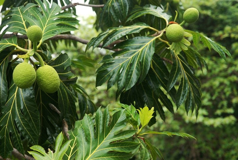 breadfruit growing on a tree in an orchard