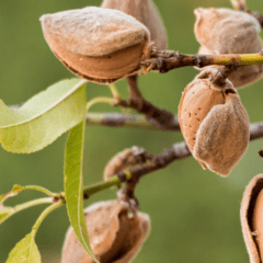 how to grow almonds