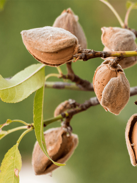 how to grow almonds
