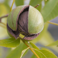 raw food diet, how to grow pecans