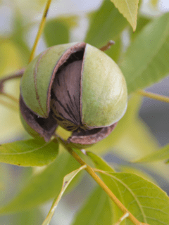 raw food diet, how to grow pecans