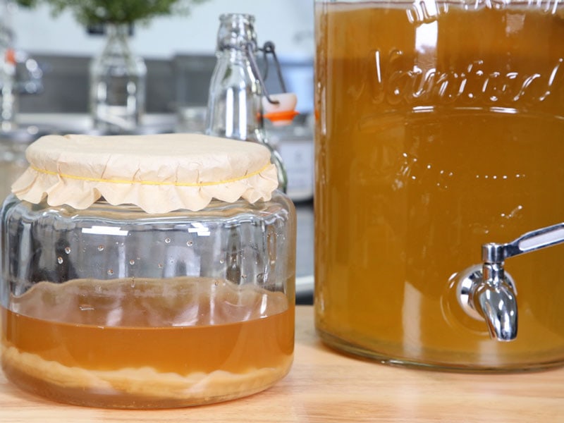 growing-your-own-SCOBY-2