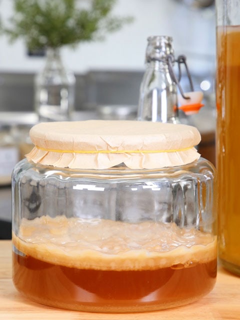 growing-your-own-SCOBY-f