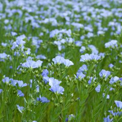 flax-seeds-growing