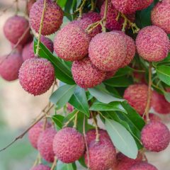 lychee-close-up-hanging-on-tree