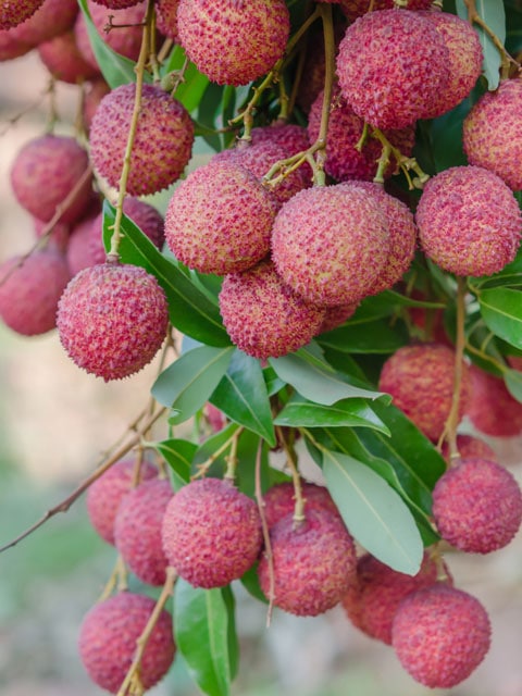 lychee-close-up-hanging-on-tree