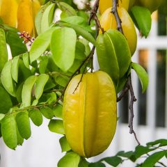 starfruit-hanging-on-a-tree
