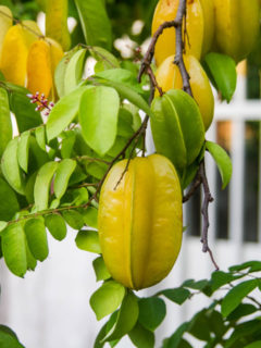 starfruit-hanging-on-a-tree