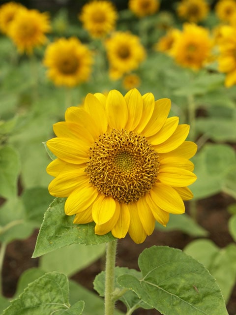 sunflower-plant---housing-seeds