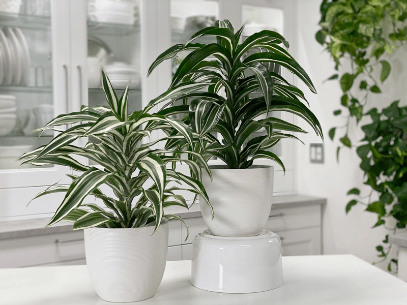 Home & Hobby Dracaena White Bird 4 Gardening & Plants etna.com.pe