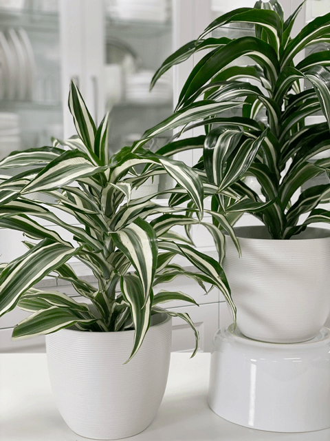 Dracaena White And Jade Jewel Plant Care Difficulty Easy 