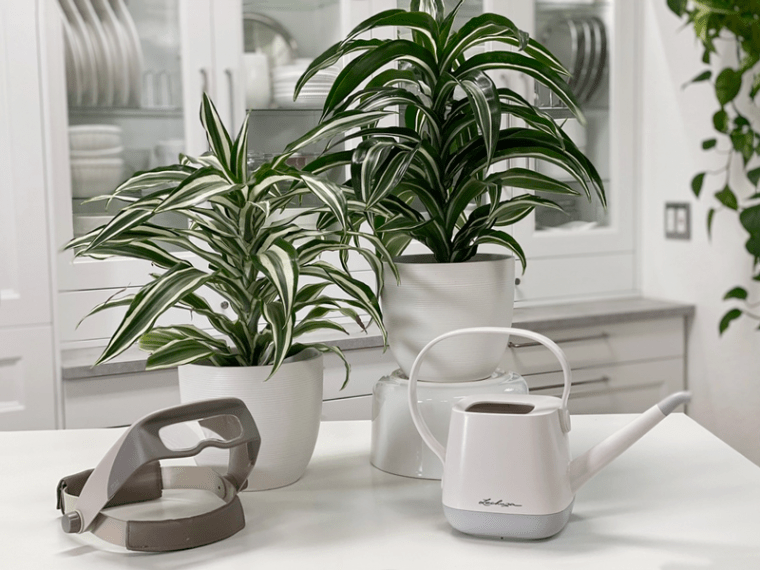 Dracaena White and Jade Jewel Plant Care Difficulty Easy