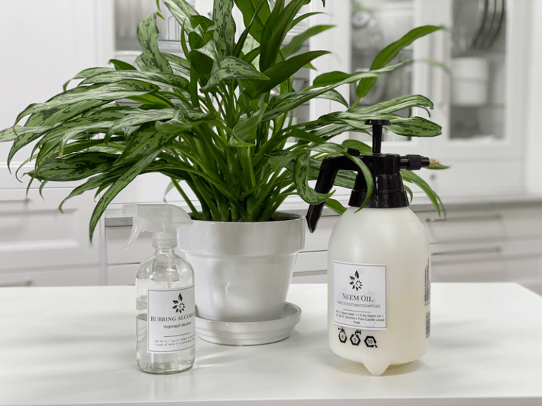 Aglaonema Cutlass | Chinese Evergreen | Care Difficulty ...