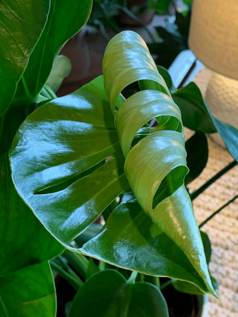 Monstera deliciosa (Ceriman, Cutleaf Philodendron, Hurricane Plant, Mexican  Breadfruit, Mother-in-Law, Split-leaf Philodendron, Swiss Cheese Plant)