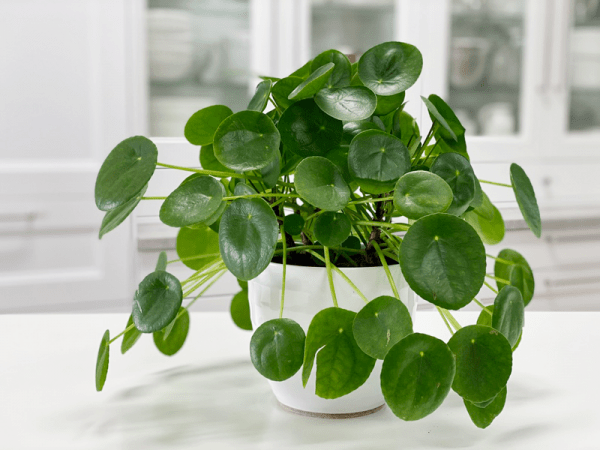 Pilea Peperomioides | Friendship Plant | Care Difficulty - Moderate ...