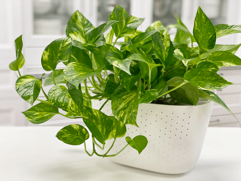 Pothos | Golden Pothos Plant | Care Difficulty - Easy | AмieSue.coм