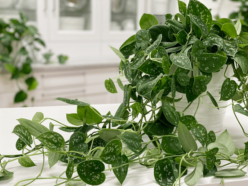 Silver Satin Pothos: An 'About Me' Guide With Care & Details